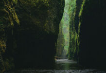 What archaeology is telling us about our forests